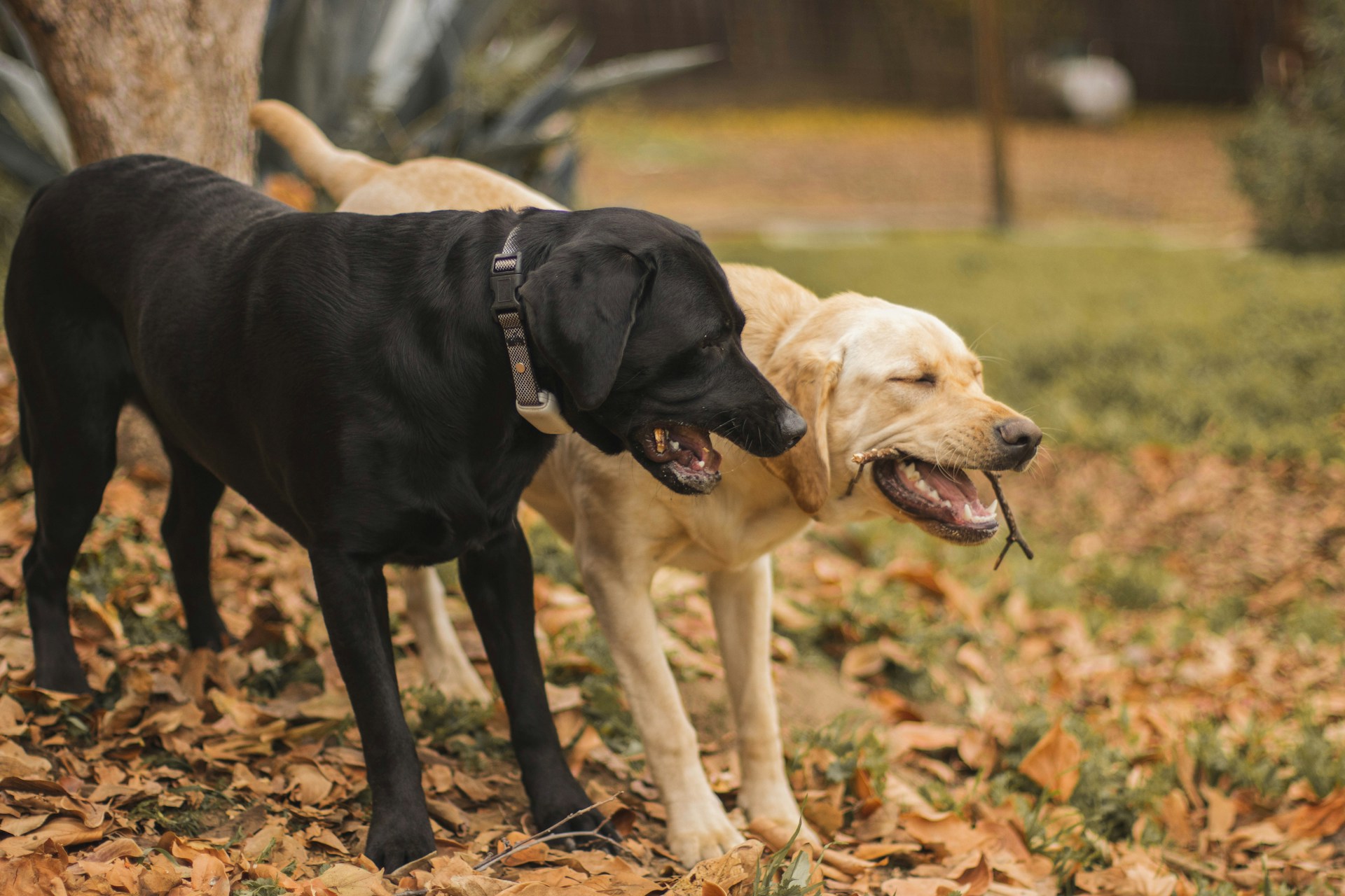 Would You Rather Have 1 Best Friend Or 5 Average Friends?
