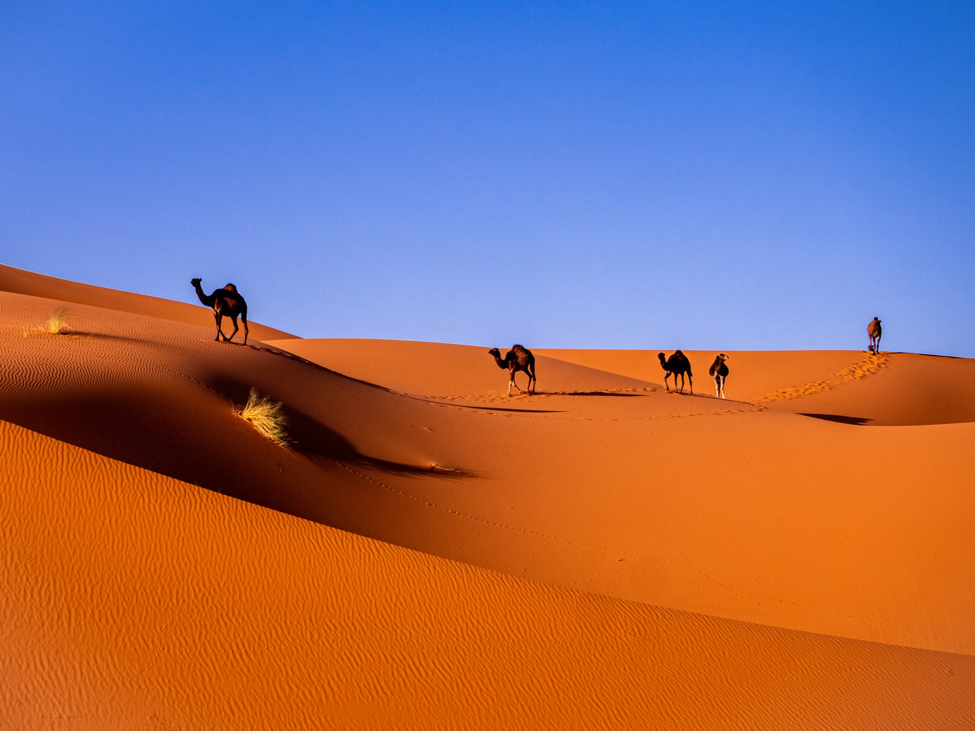 Would You Rather Spend 1 Harsh Night In The Sahara Desert Or Antarctica?