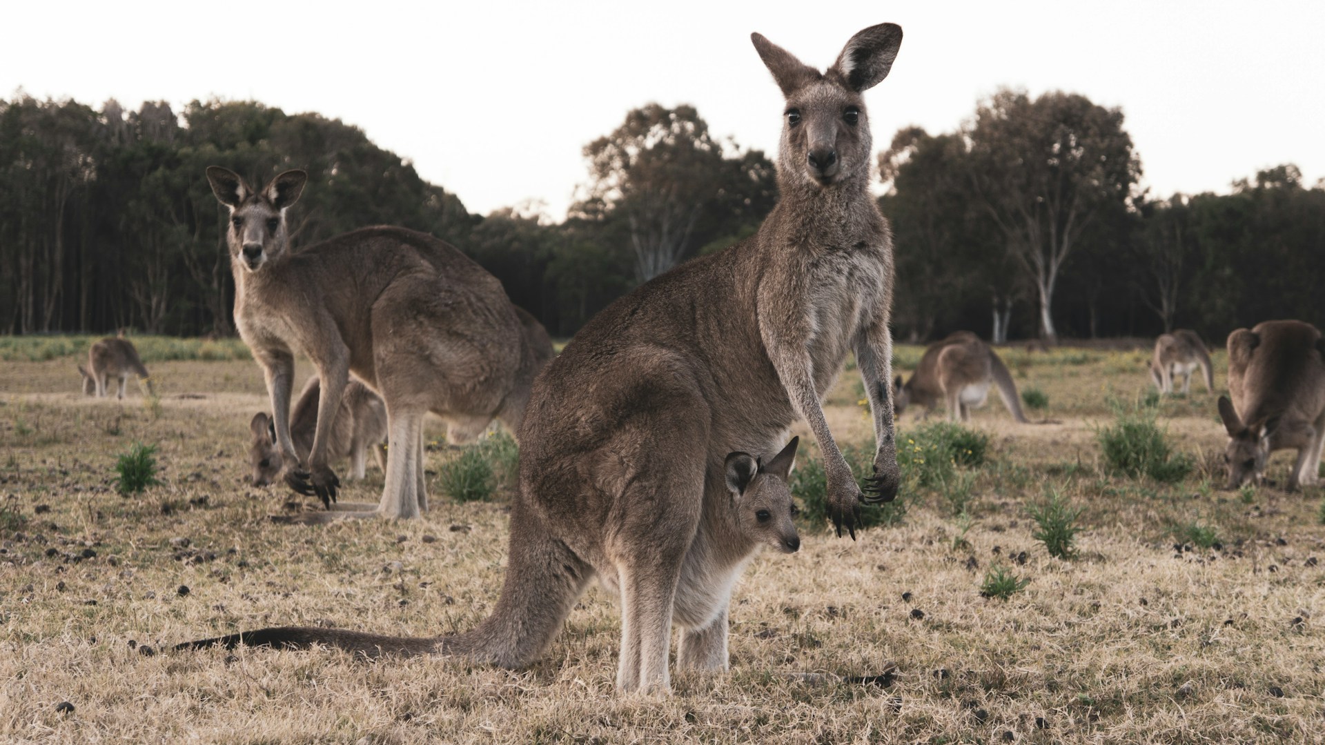 Would You Rather Fight A Kangaroo Or Monkey?