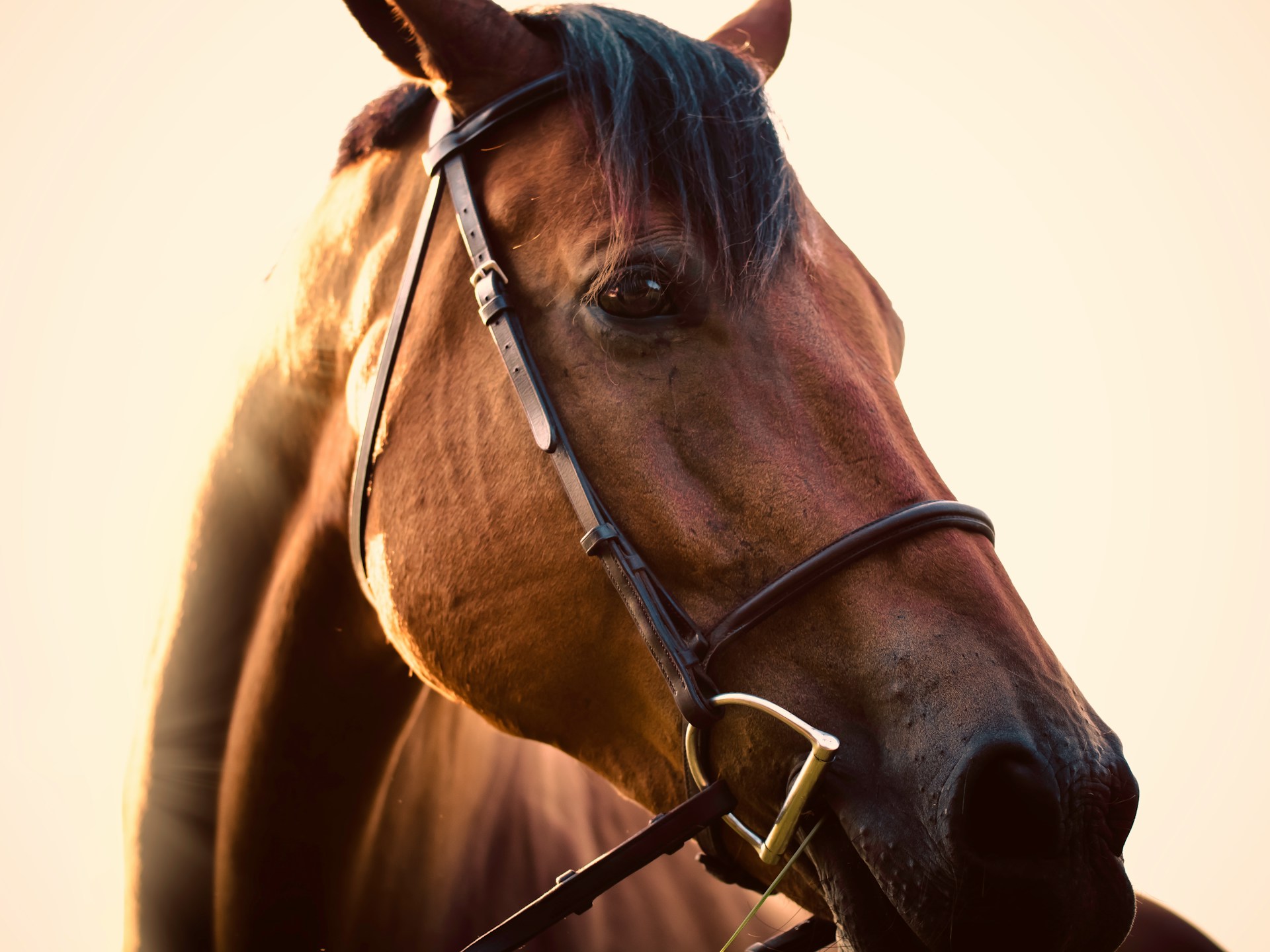 Would You Rather Travel Everywhere By Horse Or Have To Hitchhike?