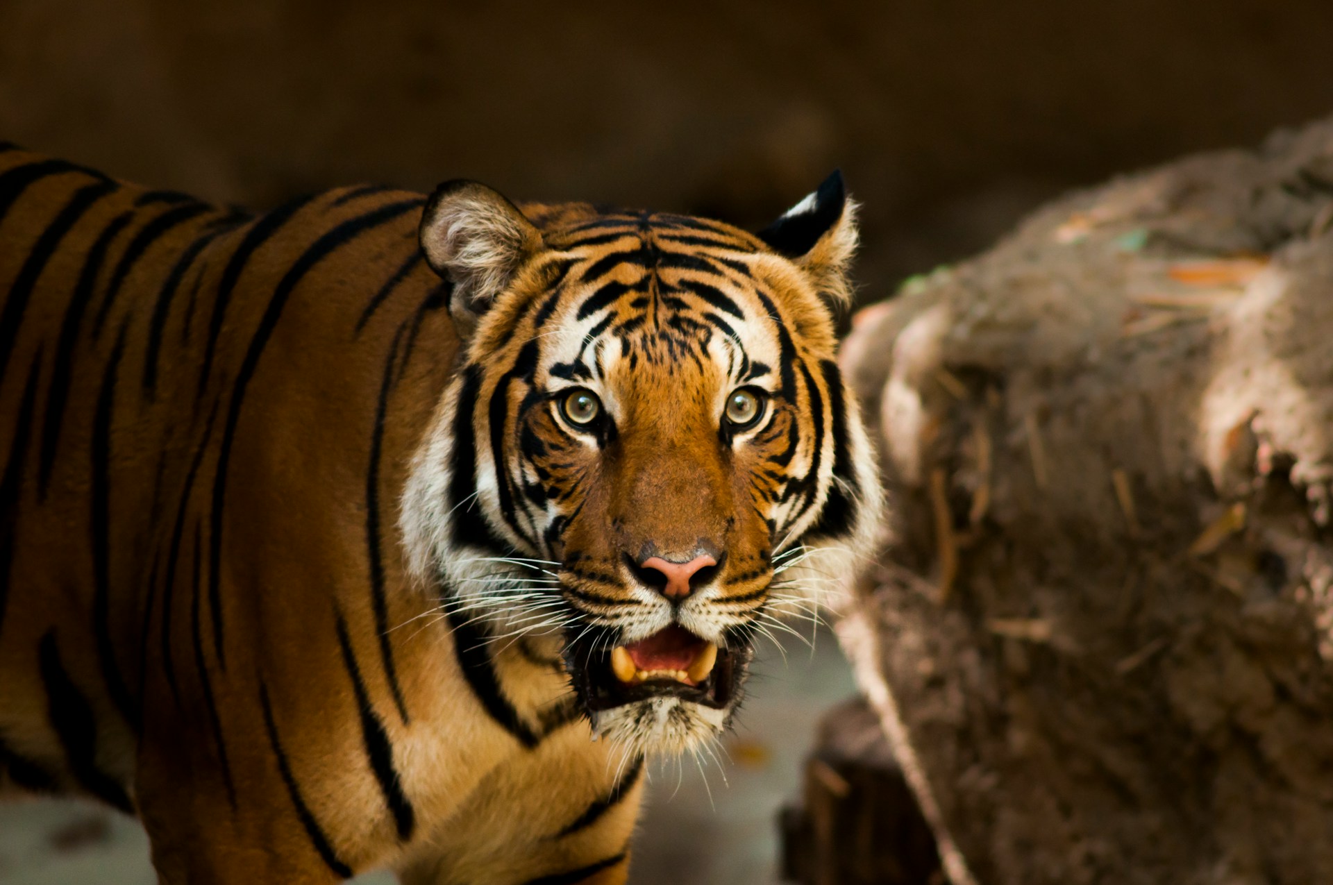 Would You Rather Be Able To Transform In An Eagle Or Tiger?