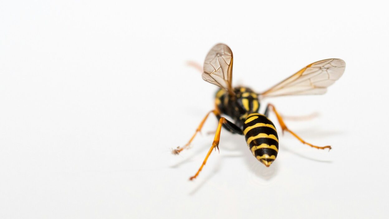 Would You Rather Be Stung By A Wasp Or Stub Your Toe Every Week?