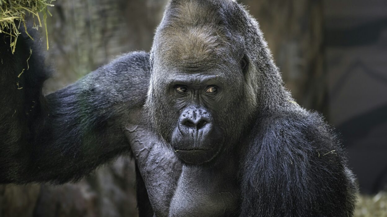 Would You Rather Hand-Feed A Lion Or Arm Wrestle A Gorilla?