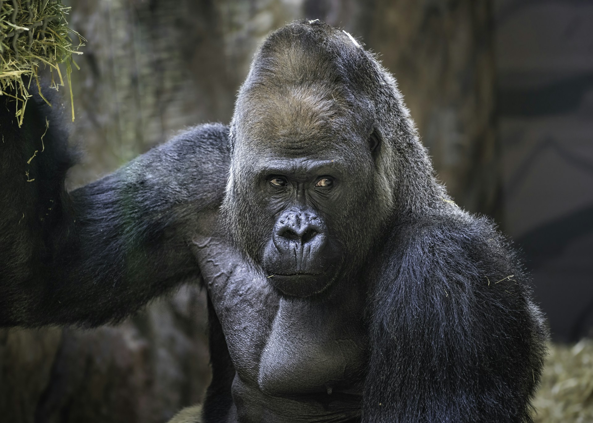 Would You Rather Hand-Feed A Lion Or Arm Wrestle A Gorilla?