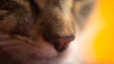 Would You Rather Have Water In Your Ear Or A Stuffy Nose For Life?