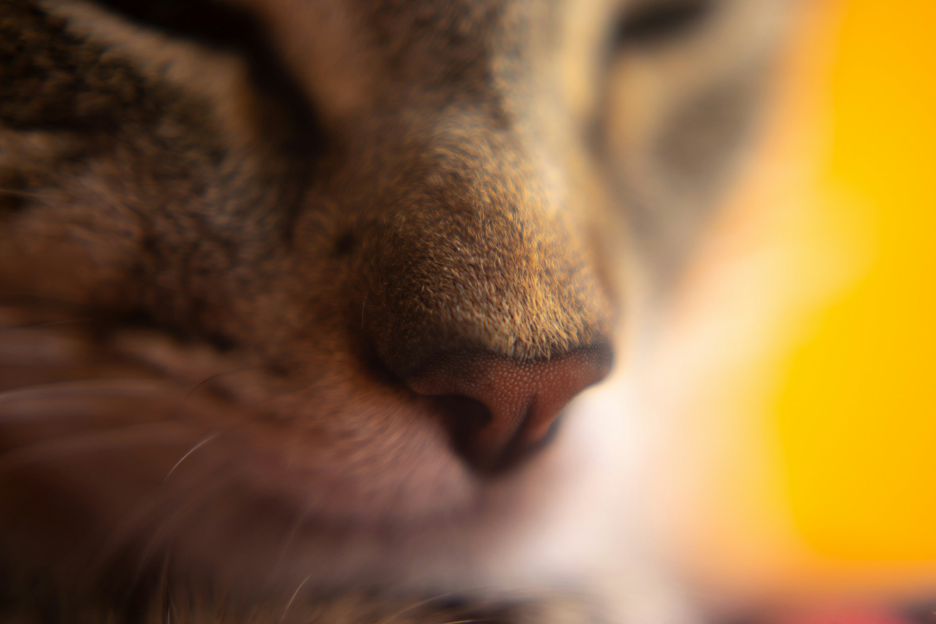 Would You Rather Have Water In Your Ear Or A Stuffy Nose For Life?