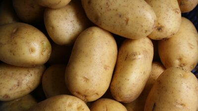 Would You Rather Eat 1 Human Sized Potato Or 1 Potato Sized Human?