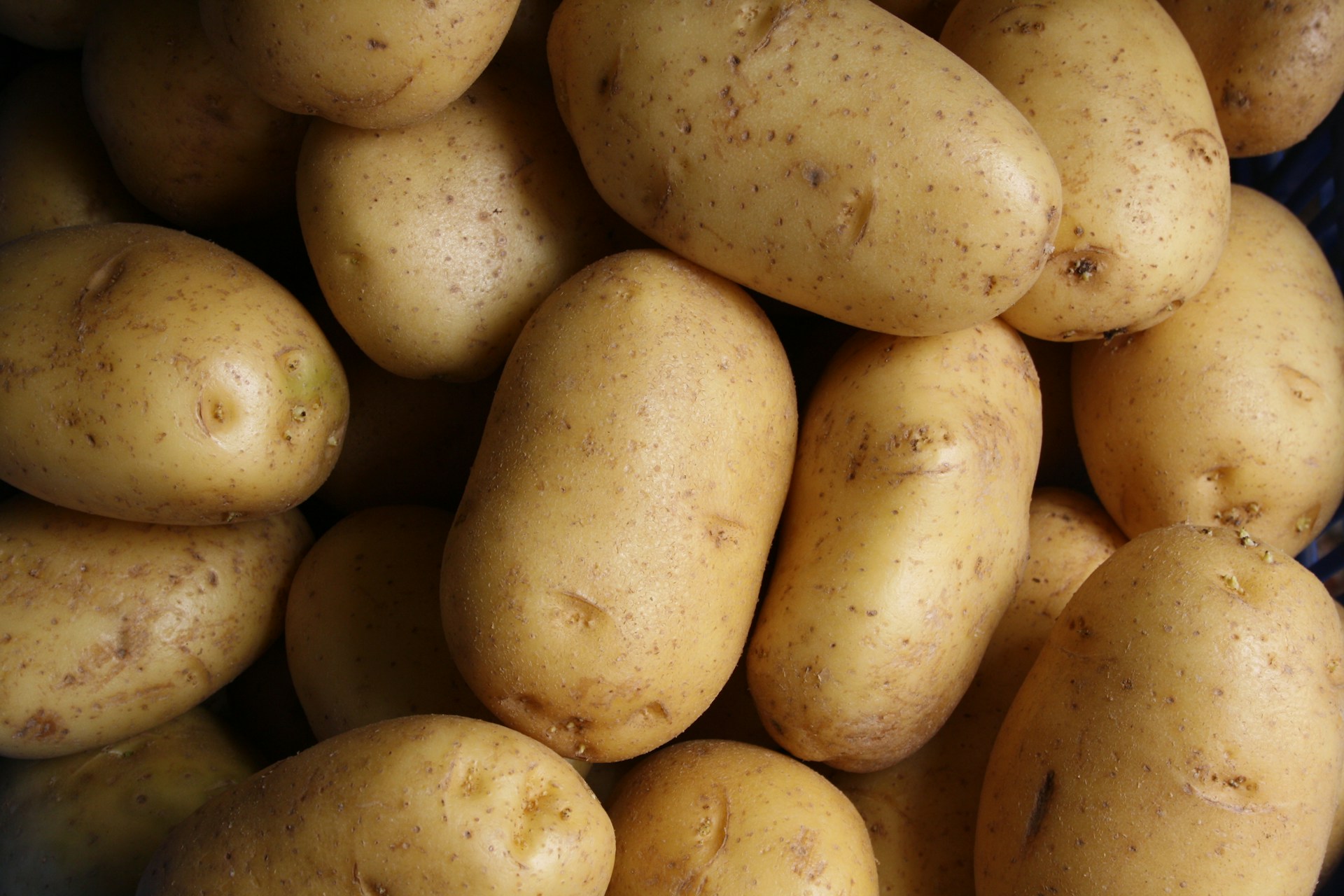 Would You Rather Eat 1 Human Sized Potato Or 1 Potato Sized Human?