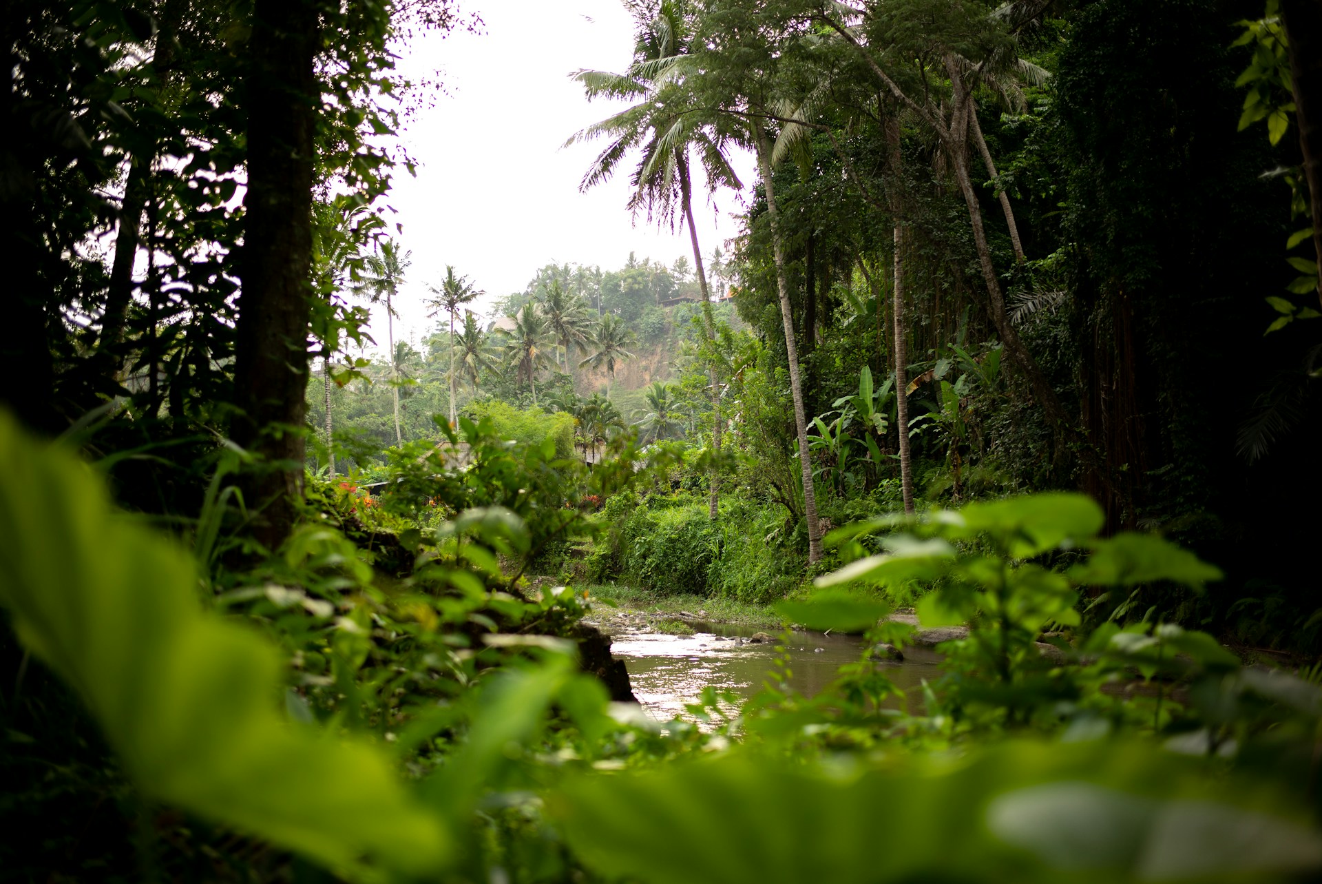 Would You Rather Live In A House In The Amazon Rainforest Or Sahara Desert?
