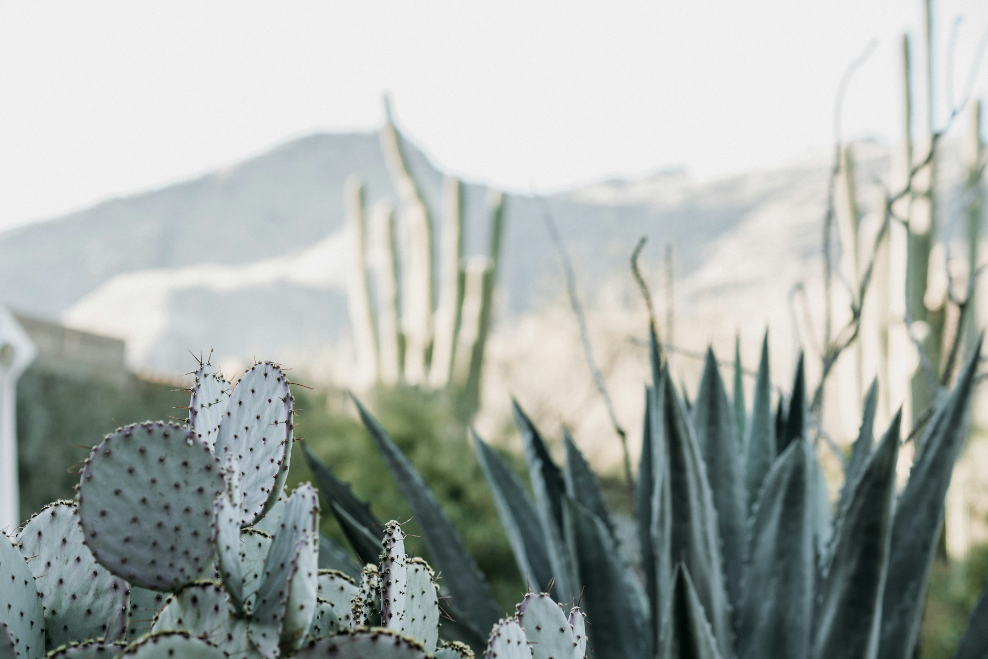 Would You Rather Step On A Cactus Or Be Stung By Jellyfish?
