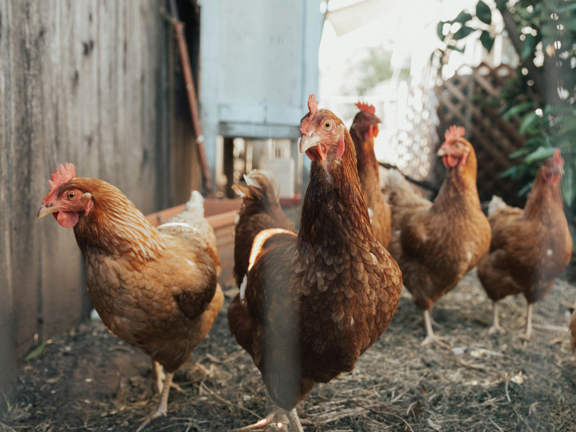 What Came First The Chicken Or The Egg?
