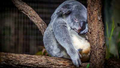 Would You Rather Always Feel 10 Percent Hungry Or Sleepy All The Time?