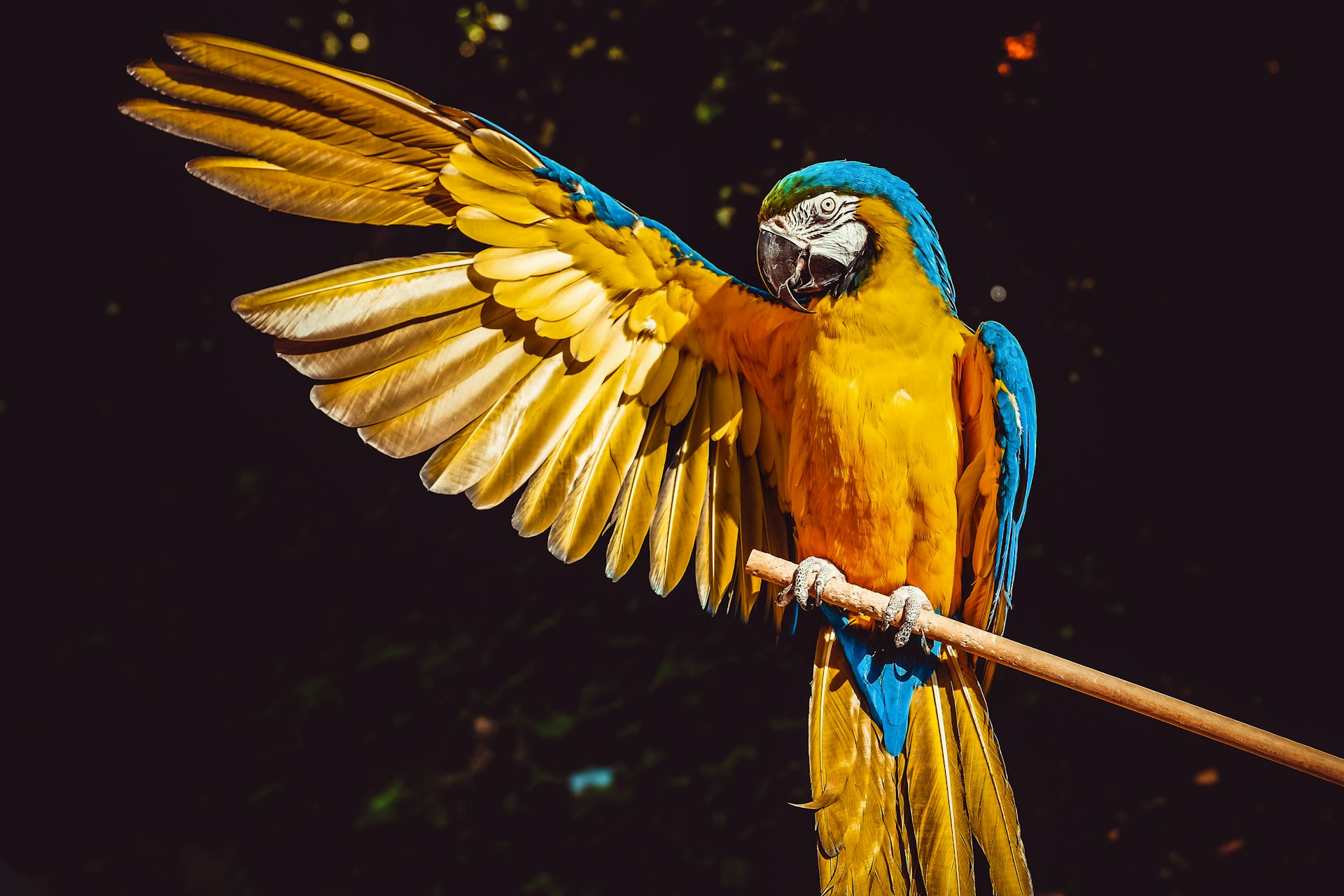 Would You Rather Talk To Animals Or Speak Every Language?