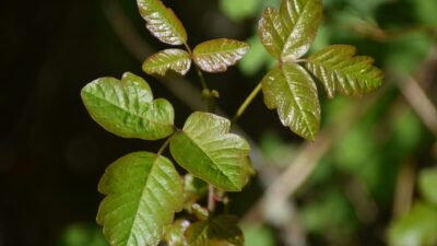 Would You Rather Use Poison Ivy As Toilet Paper Or Nose Tissue?