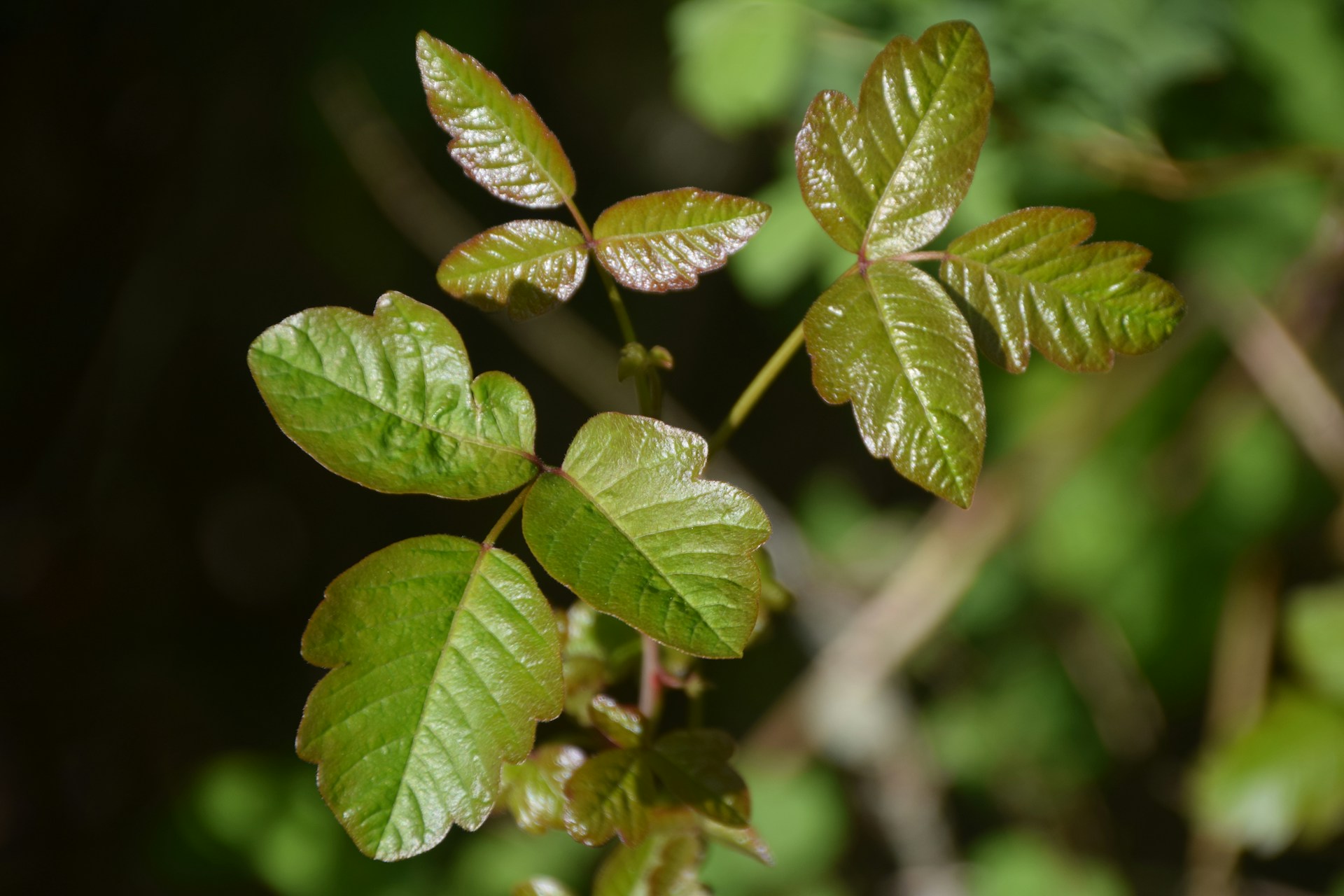 Would You Rather Use Poison Ivy As Toilet Paper Or Nose Tissue?
