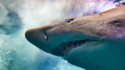 Would You Rather Pet A Tiger Or Shark For 1 Million Dollars?
