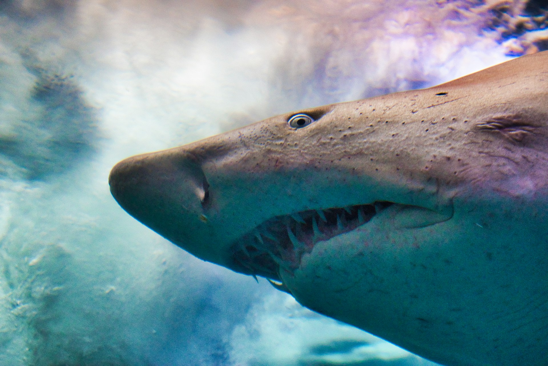 Would You Rather Pet A Tiger Or Shark For 1 Million Dollars?