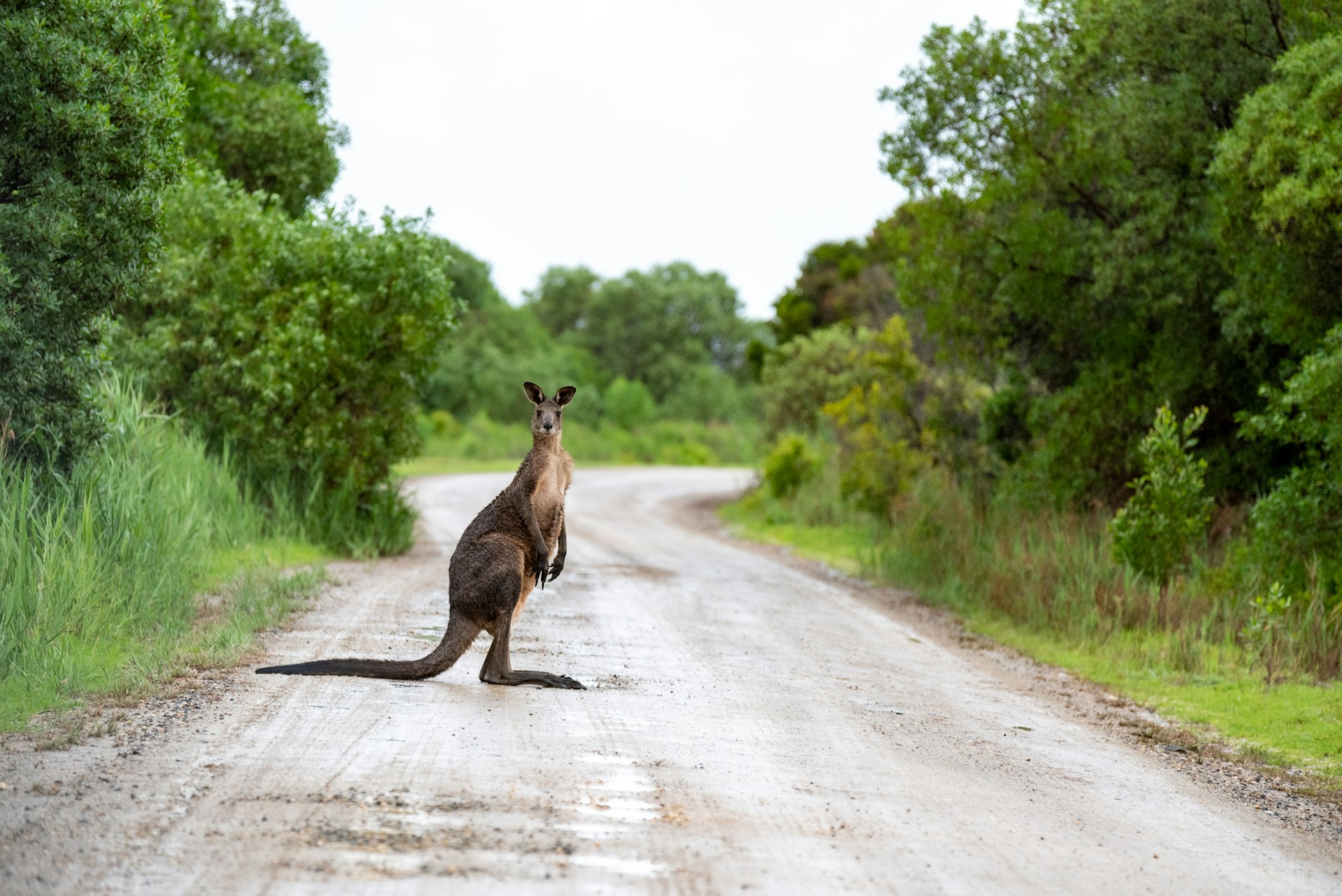 Would You Rather Fight A 500 Pound Gator Or 100 Pound Kangaroo?
