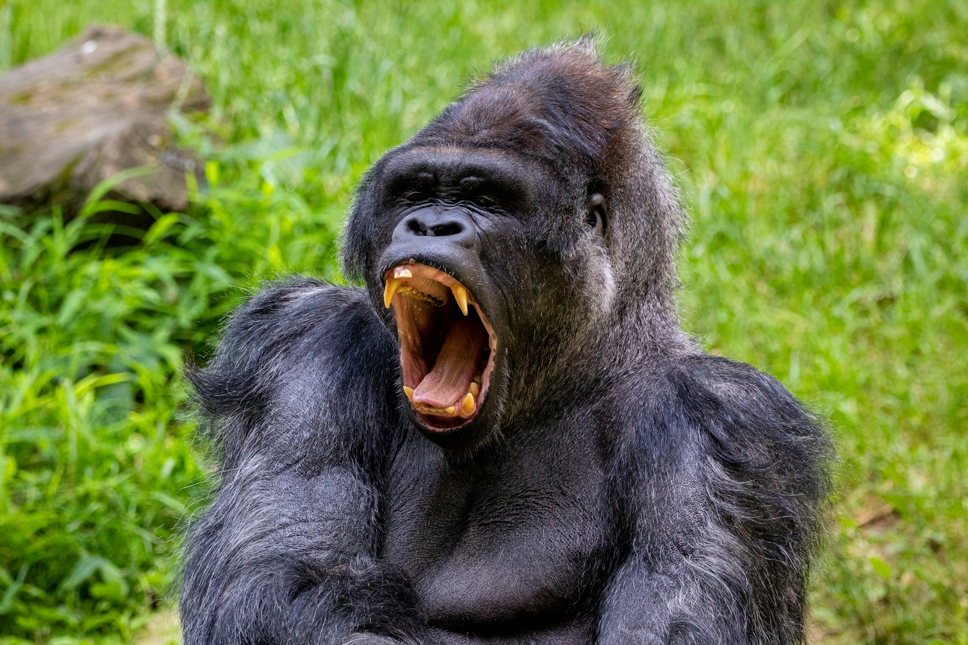 Who Would Win In A Fight: 100 Men Or 1 Gorilla?