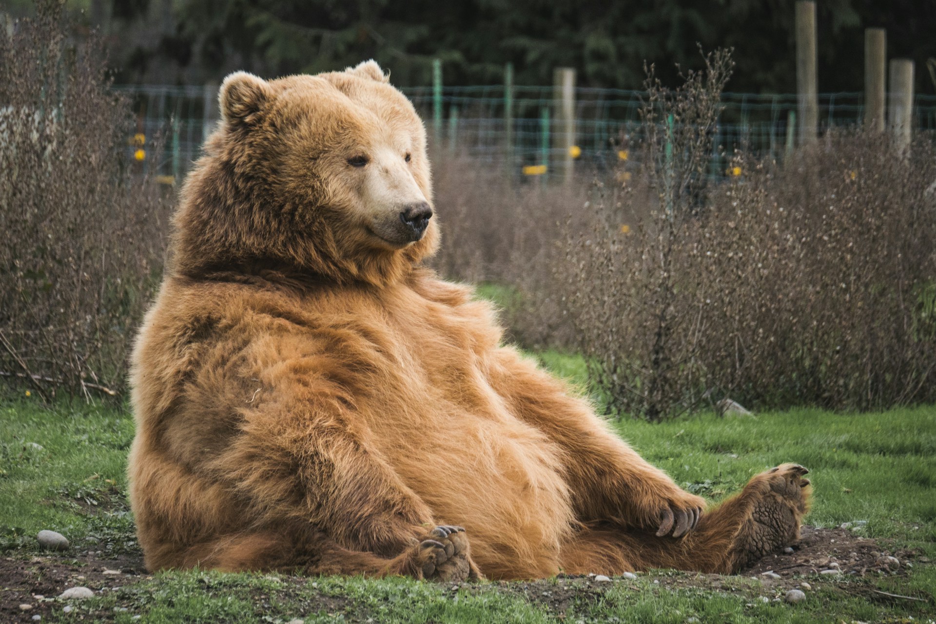 Would You Rather Be Trapped In A Mall With 1000 Venomous Snakes Or 1 Bear?