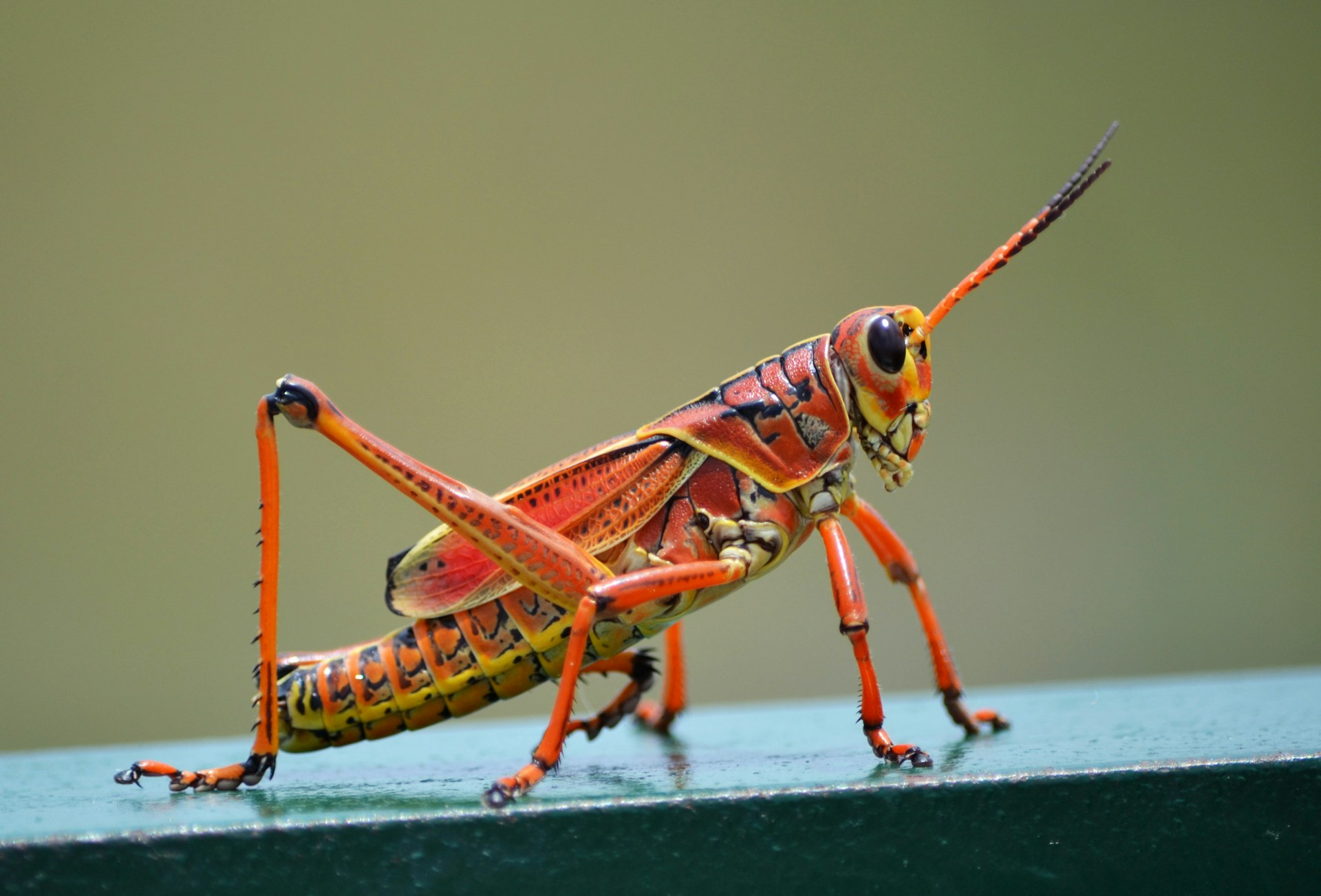 Would You Rather Eat 1 Jar Of Mayonnaise Or 5 Grasshoppers?