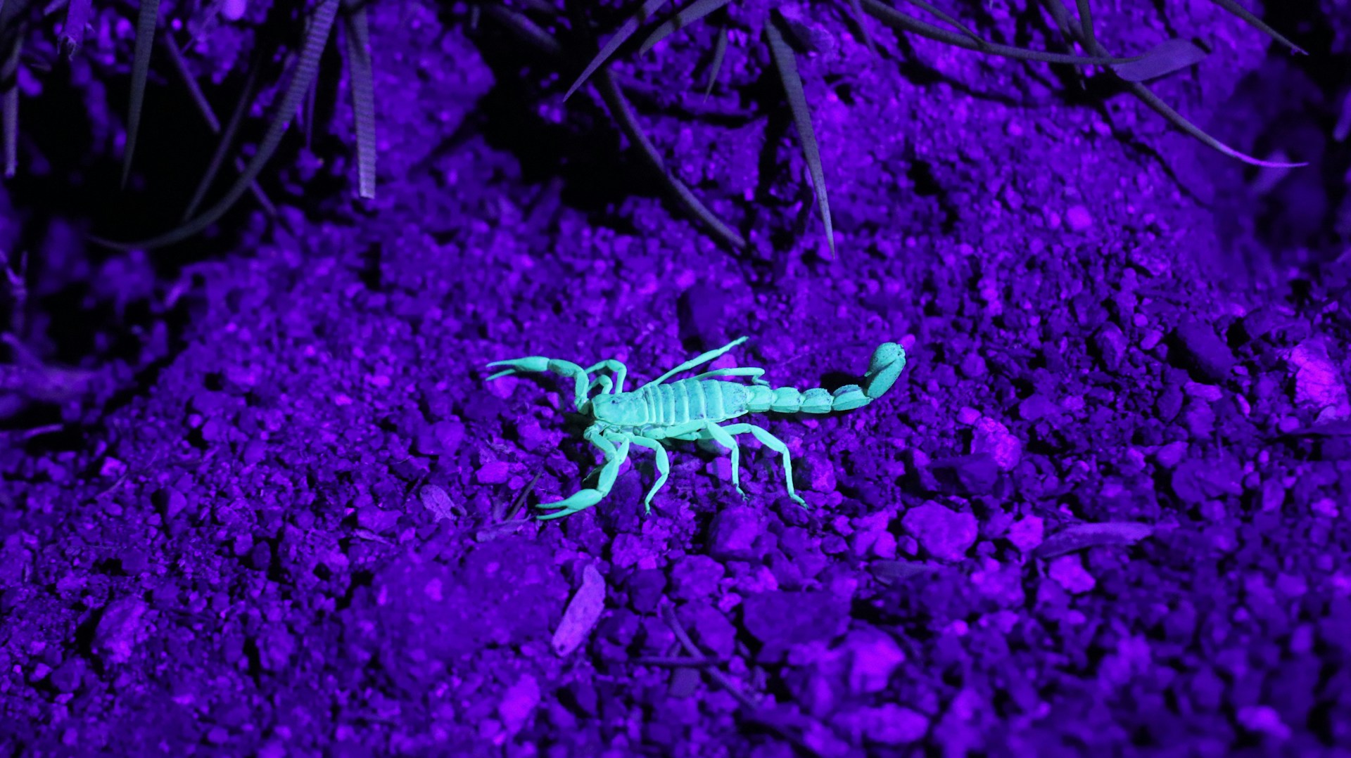 Would You Rather Be Stung By A Scorpion Or Bit By A Python?