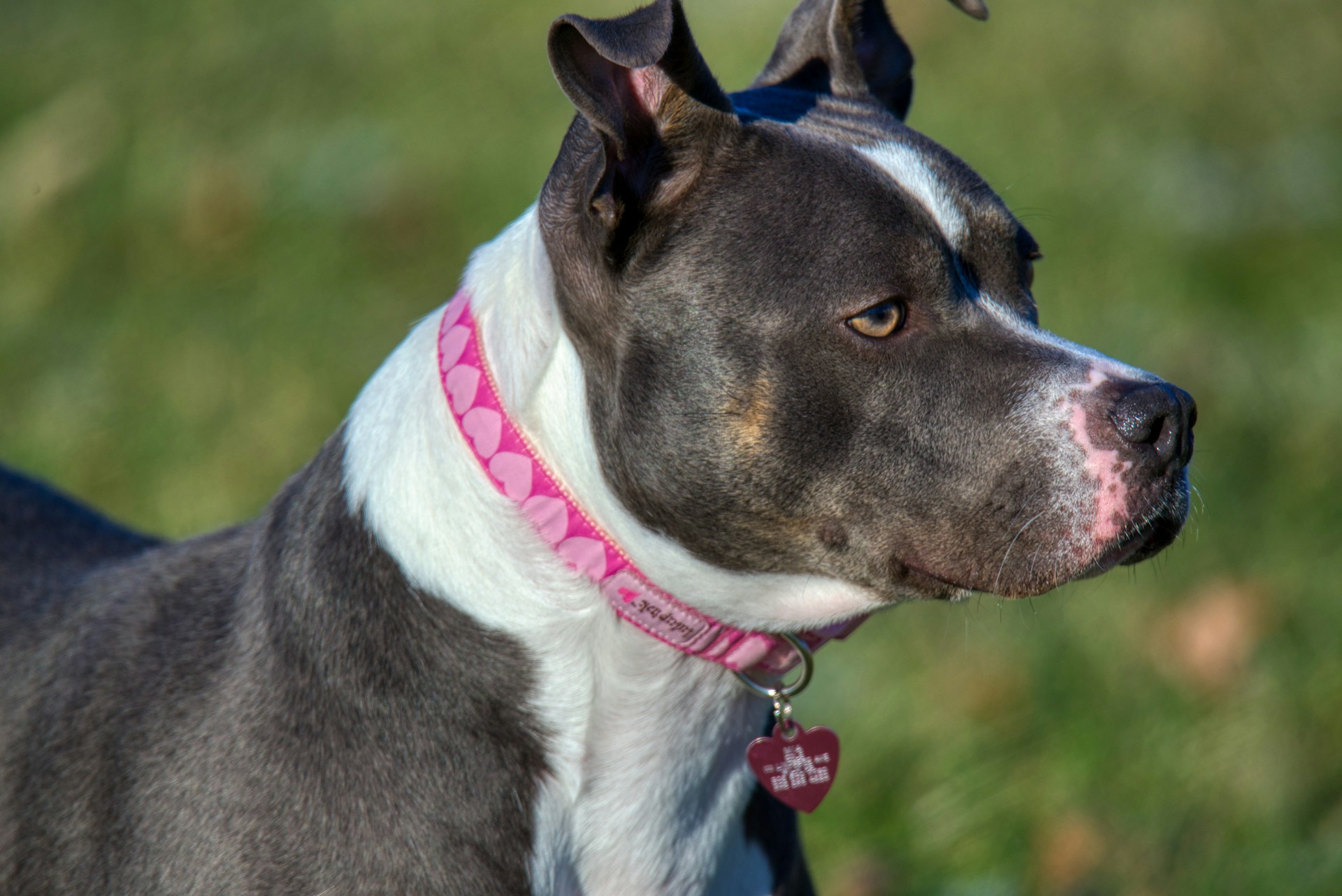 Would You Rather Be Bitten By A Pit Bull Or Rattlesnake?