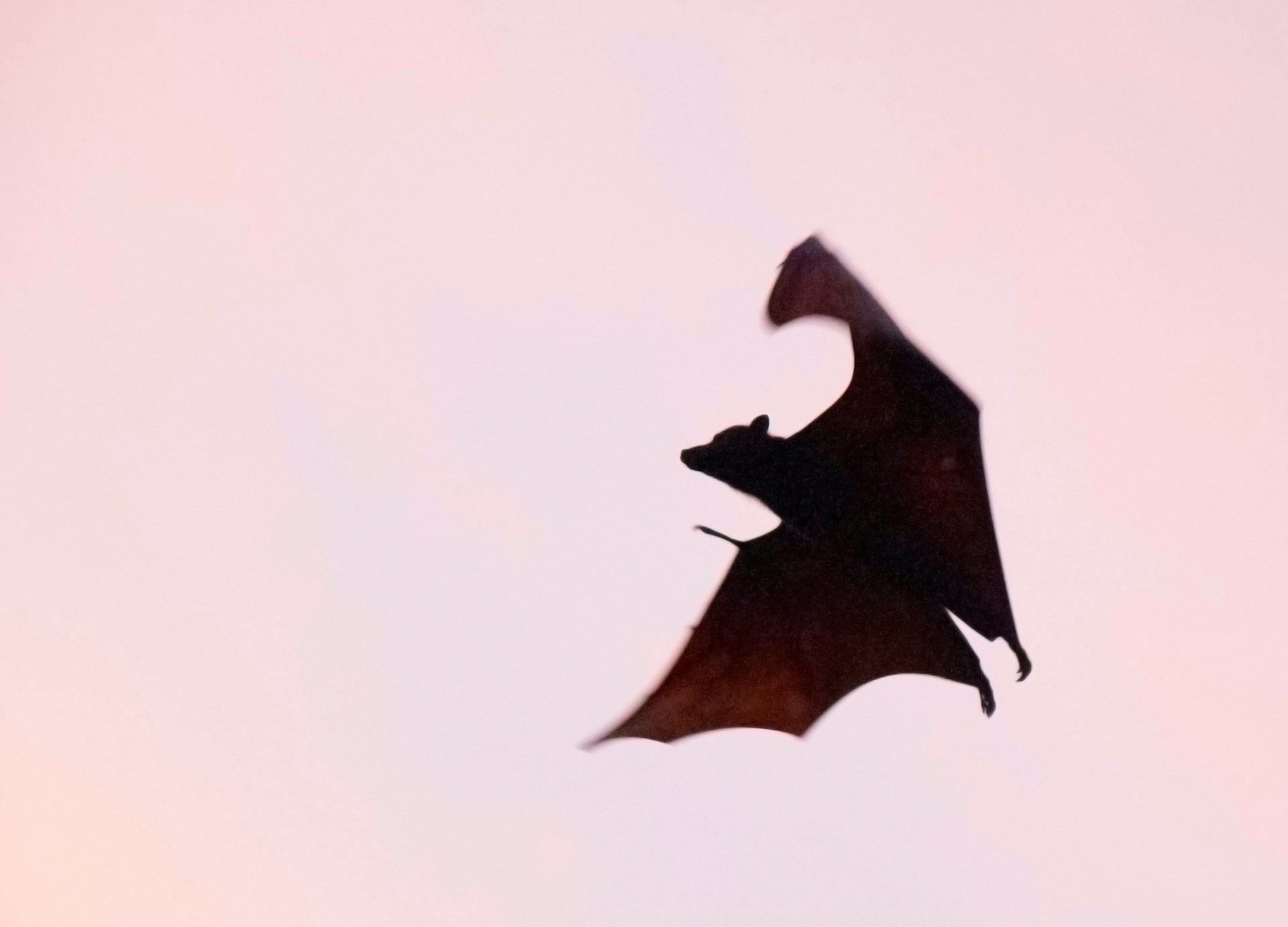 Would You Rather Have Vampires Or Zombies Be Real?