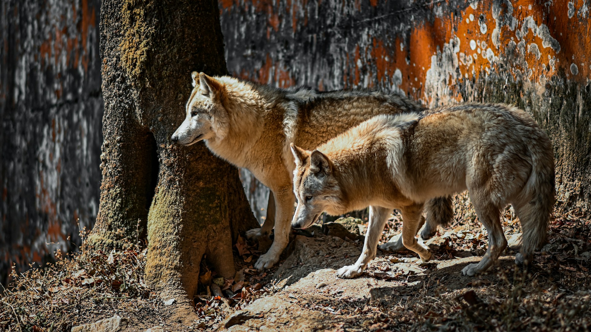 Would You Rather Be Able To Talk To Ghosts Or Turn Into A Werewolf?