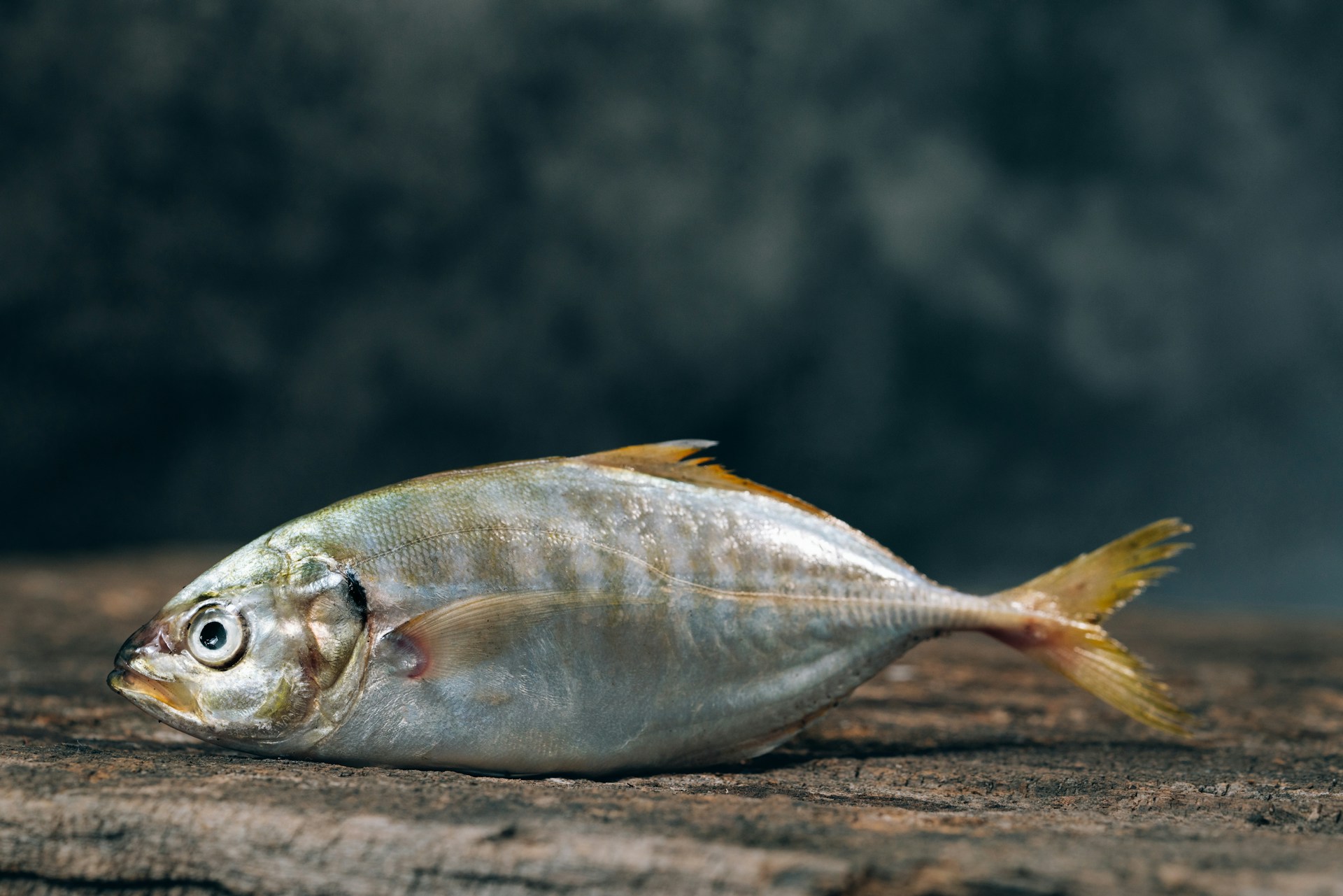 Would You Rather Eat A Raw Fish Or Raw Steak?
