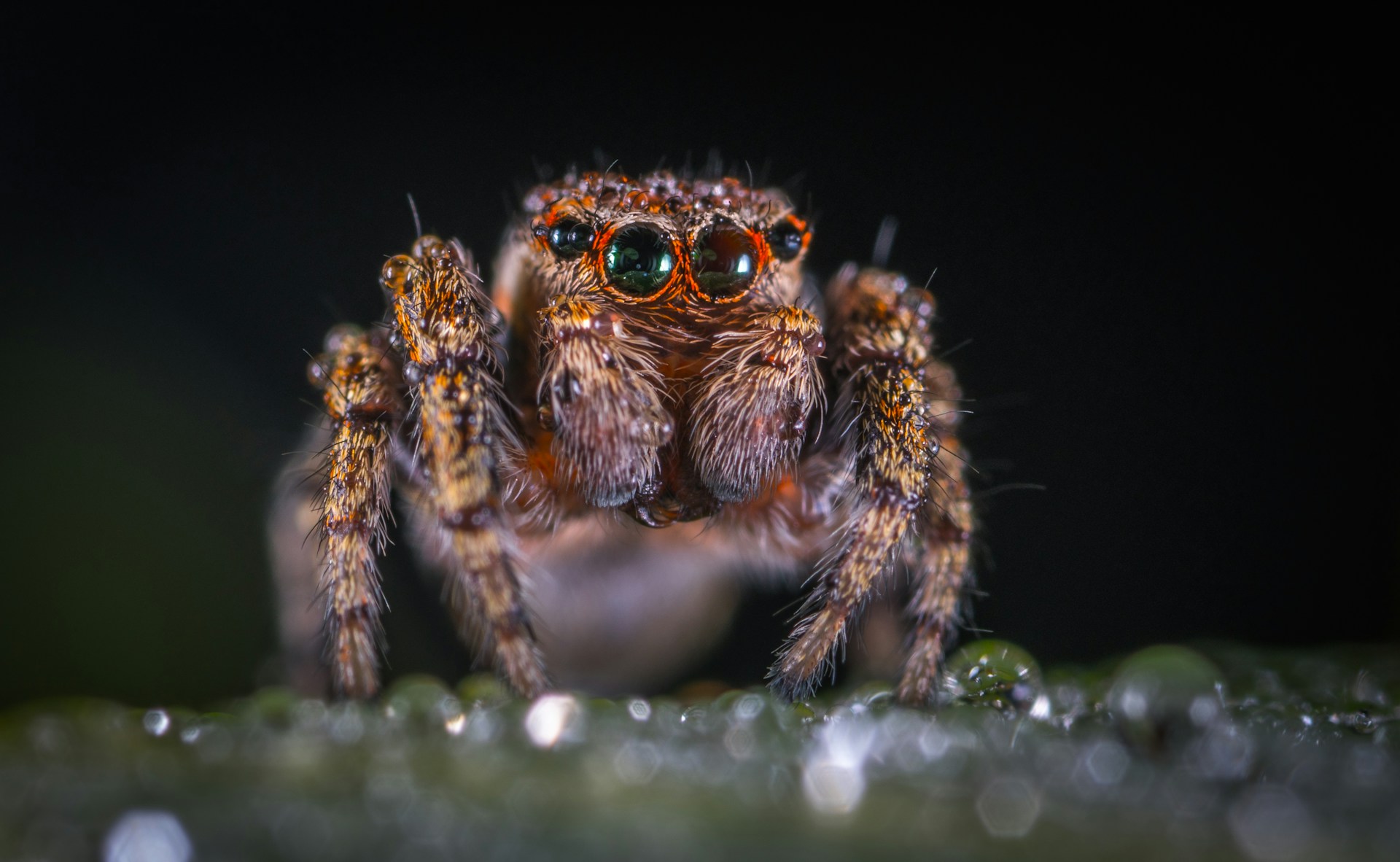 Would You Rather Spiders Or Mosquitos Be 6 Feet Tall?