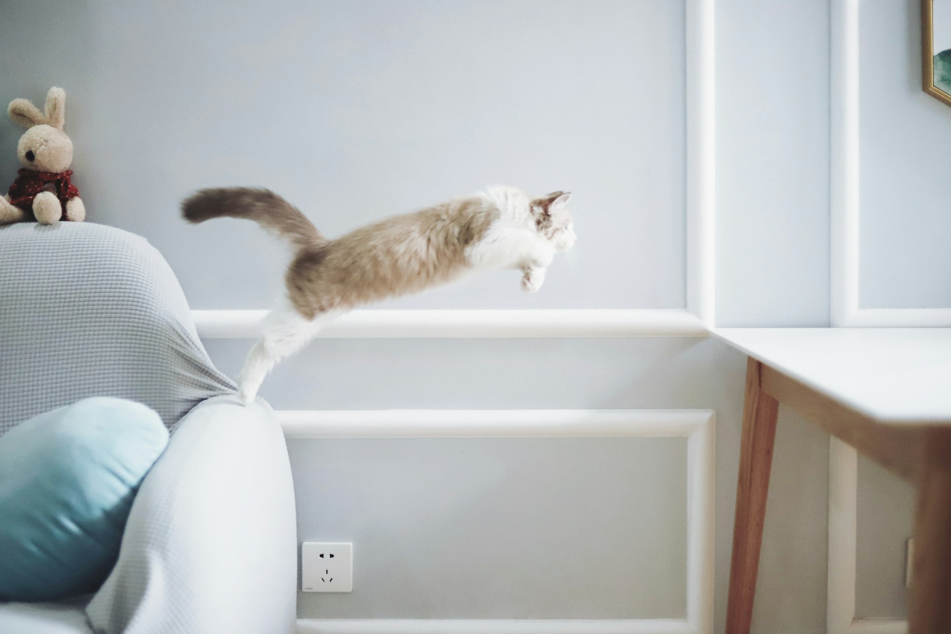 Would You Rather Have A Cat Agility Or Cheetah Speed?