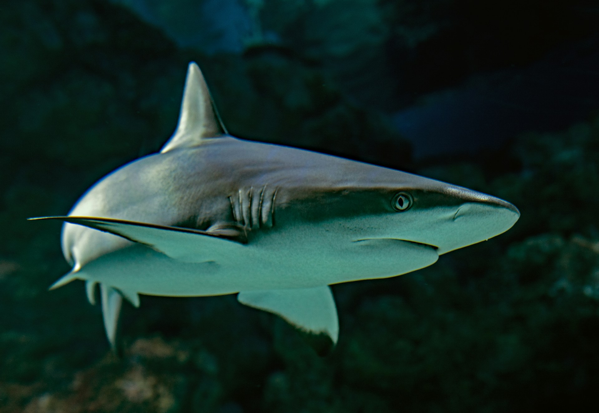 Would You Rather Fight A Bear In the Forest Or Shark In The Ocean?