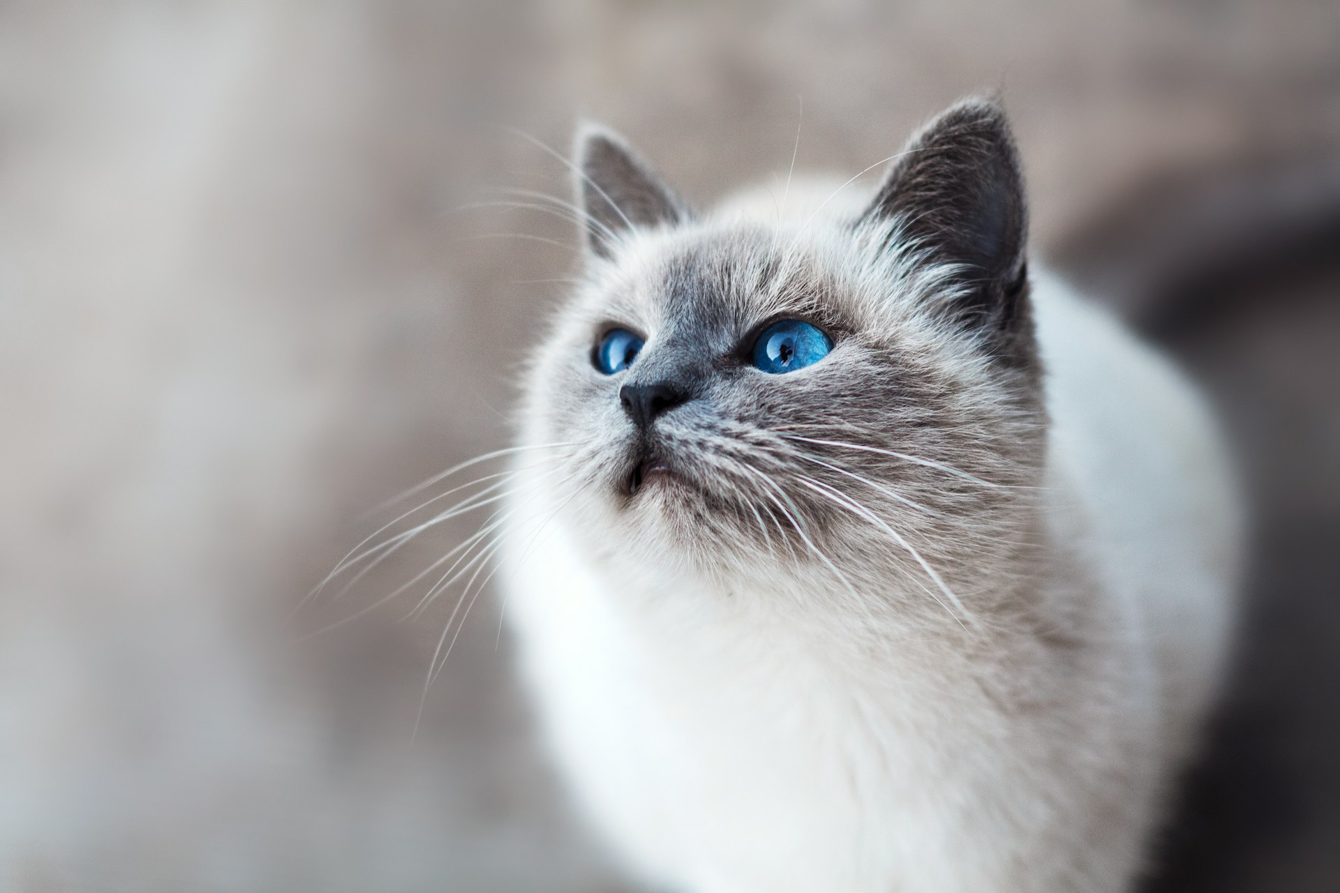 Would You Rather Have 9 Lives Like A Cat Or Unlimited Energy?