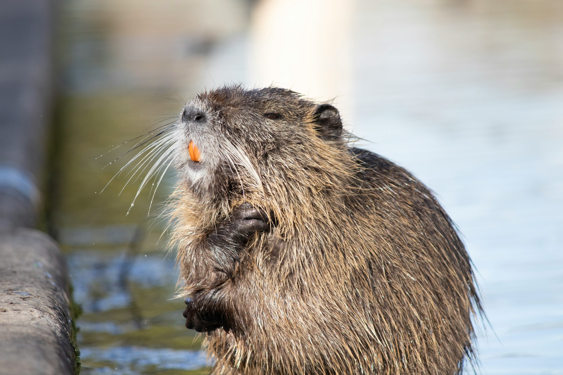 Would You Rather Have All Sharp Teeth Like A Shark Or Beaver Teeth?