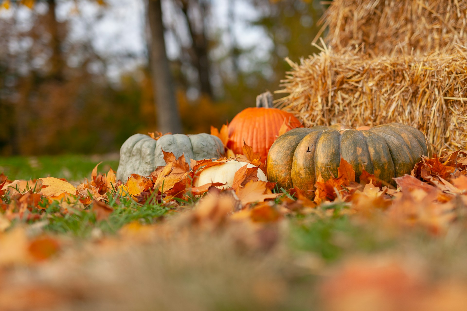 Which Holiday Would You Prefer To Erase For Good: Halloween or Thanksgiving?