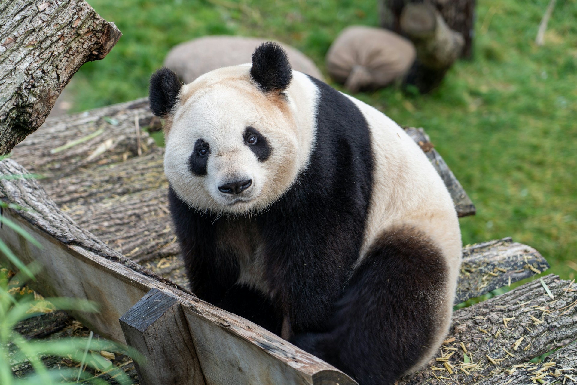 Would You Rather Wrestle A Panda Or Box A Kangaroo?