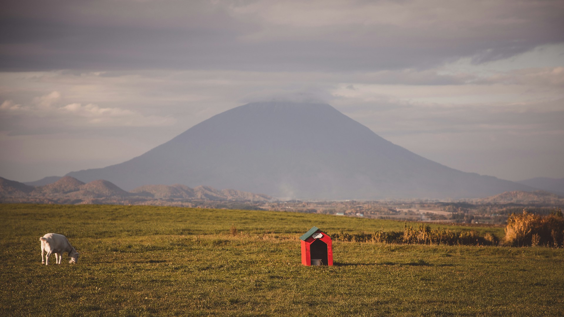 Would You Rather Sleep In A Doghouse Or Let Stray Dog Sleep In Your Bed?
