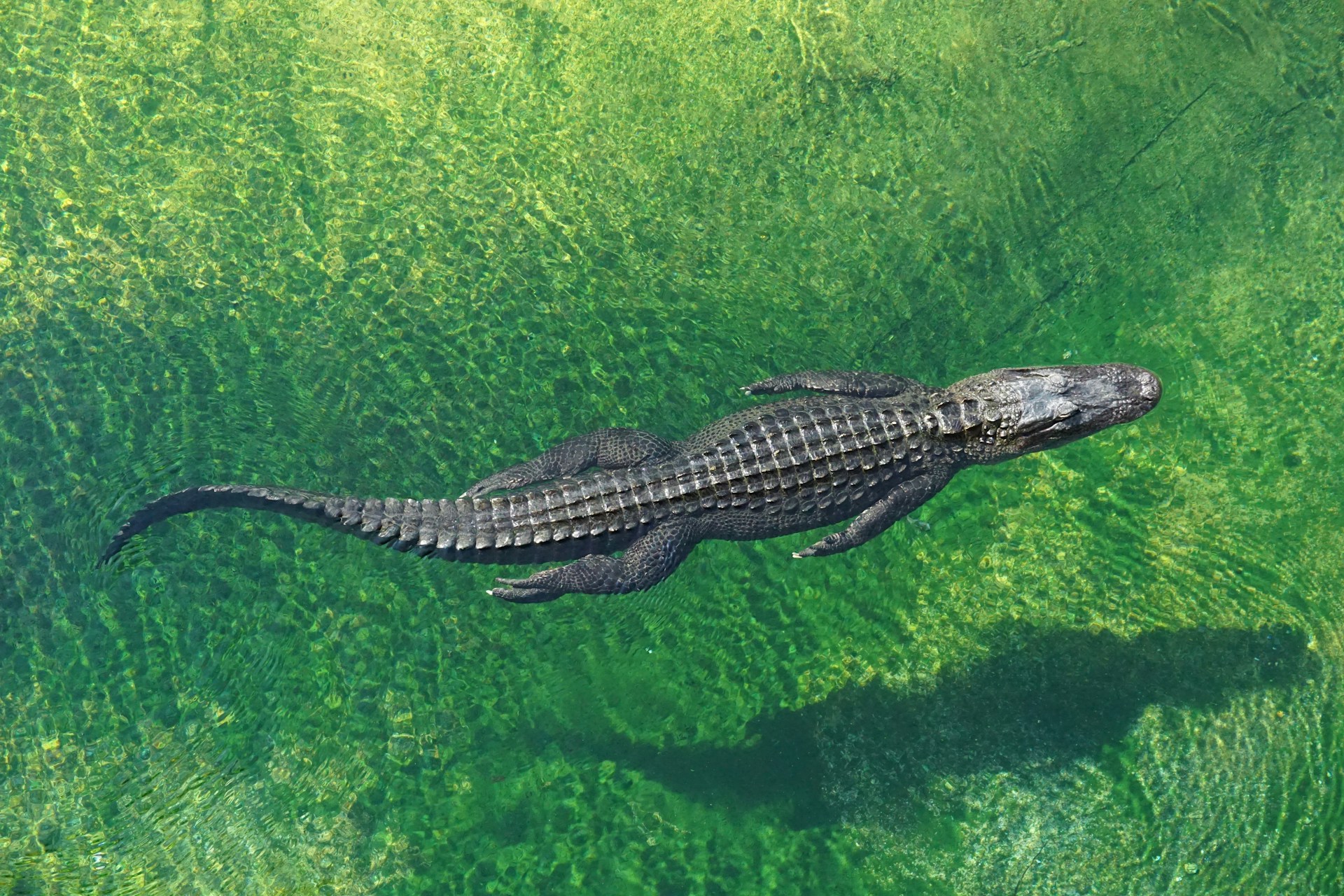 Would You Rather Have A Body Guard Bear Or Cool Crocodile Friend?
