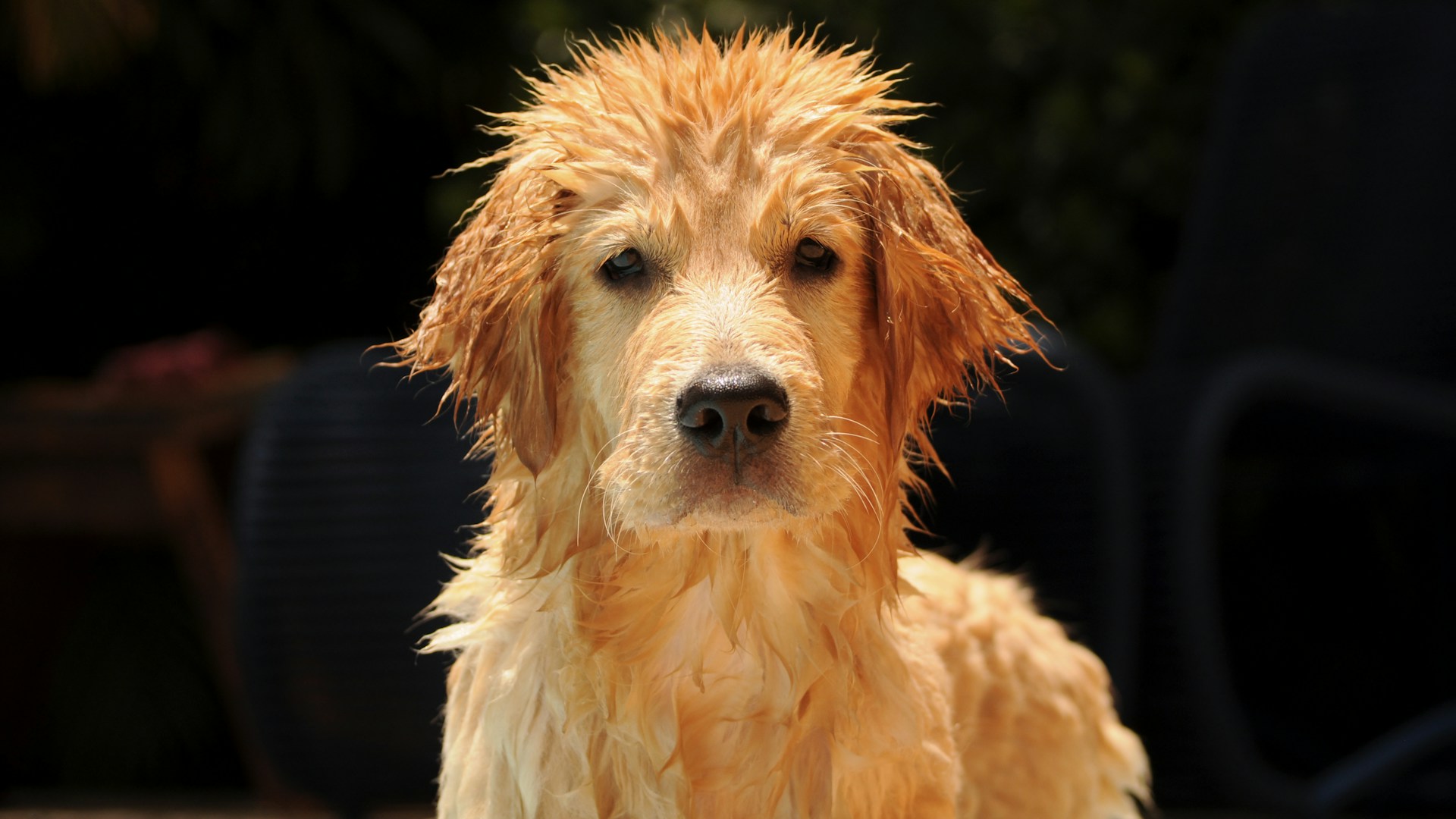Would You Rather Always Smell Like Garlic or Wet Dog?