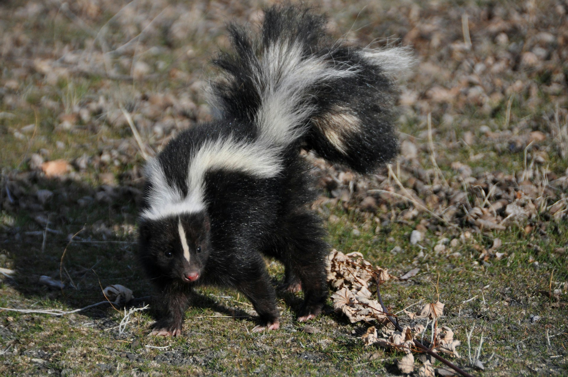 Would You Rather Shoot Porcupine Quills Or Spray Like A Skunk?