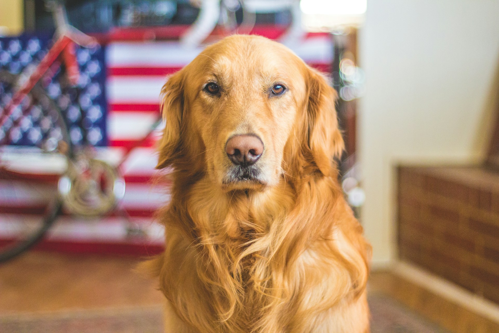 Would You Rather Be A Regular Person Or An Immortal Dog?