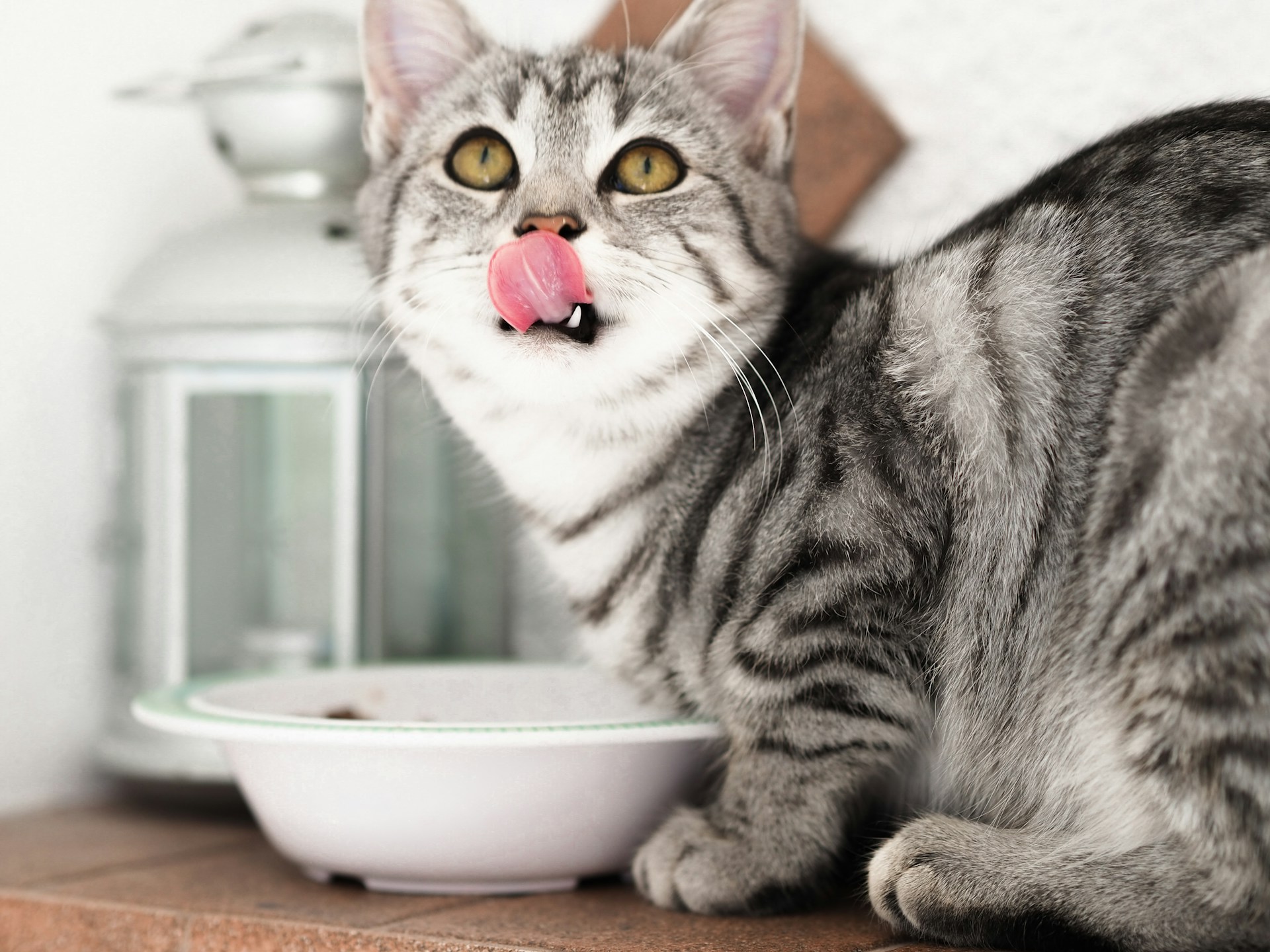 Would You Rather Eat Dog Food Or Cat Food For 1 Week?
