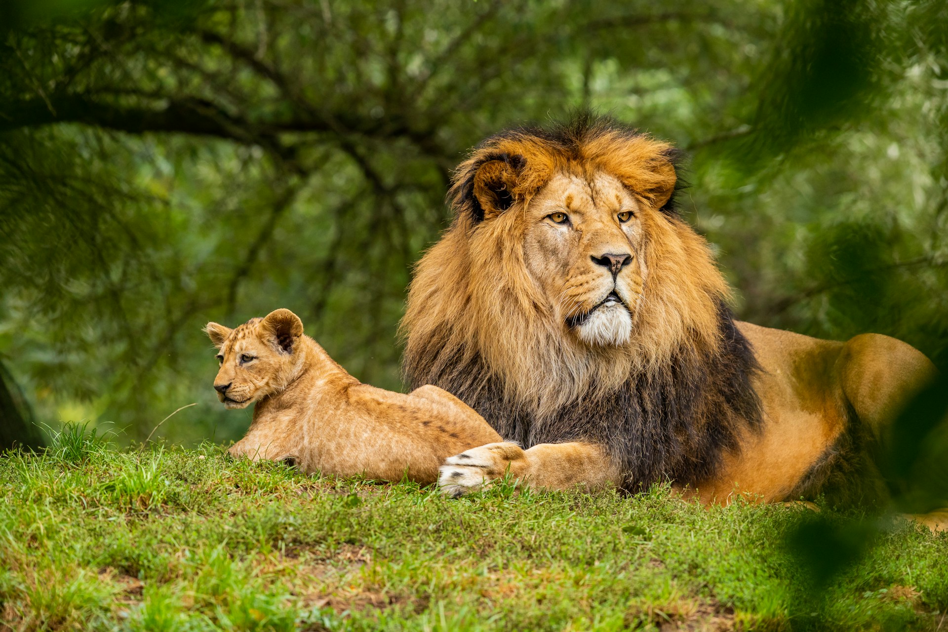 Would You Rather Be Reincarnated As A Lion Or Rich Family’s Dog?