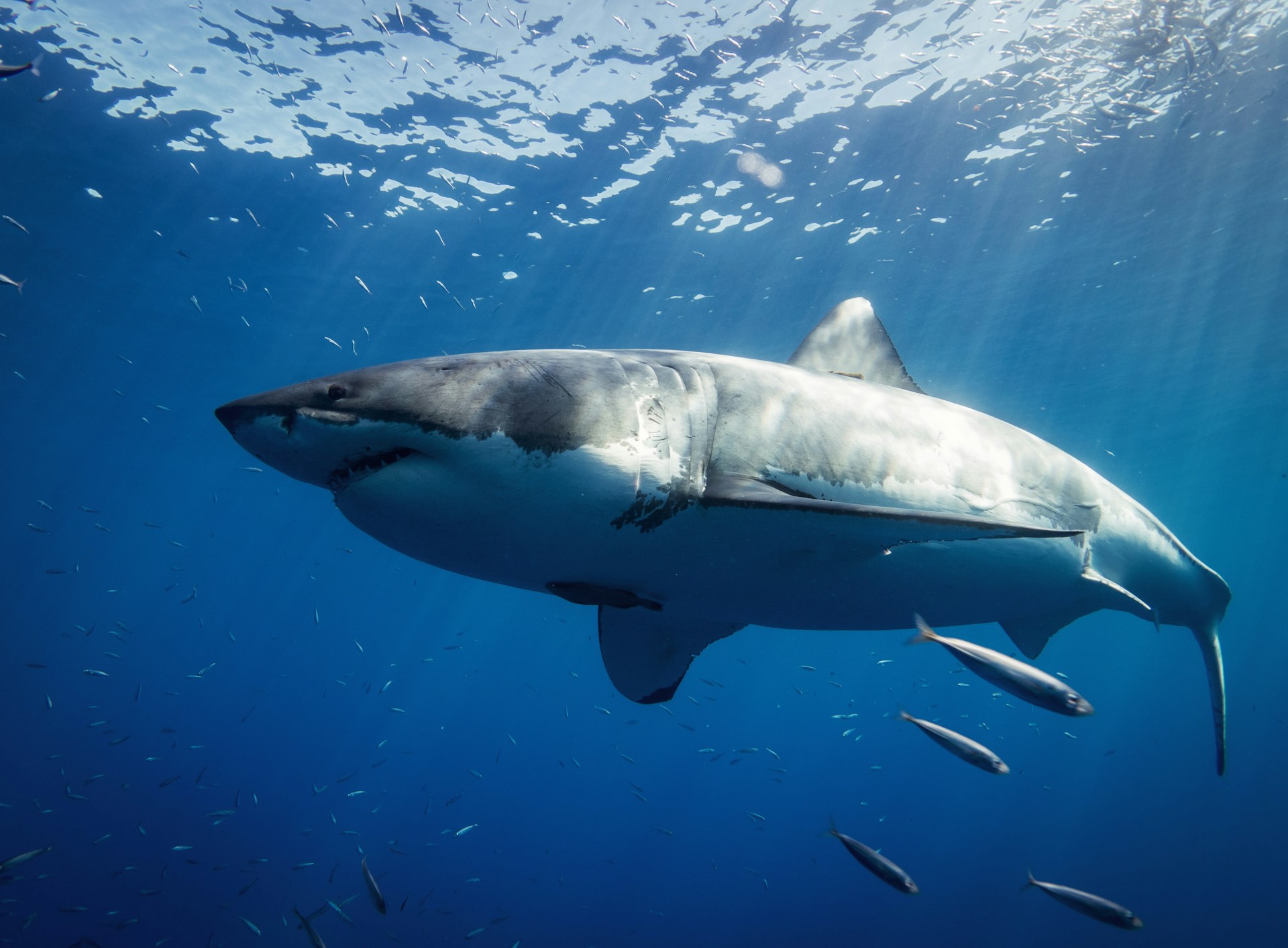Would You Rather Live 1 Week As A Shark Or Bear?