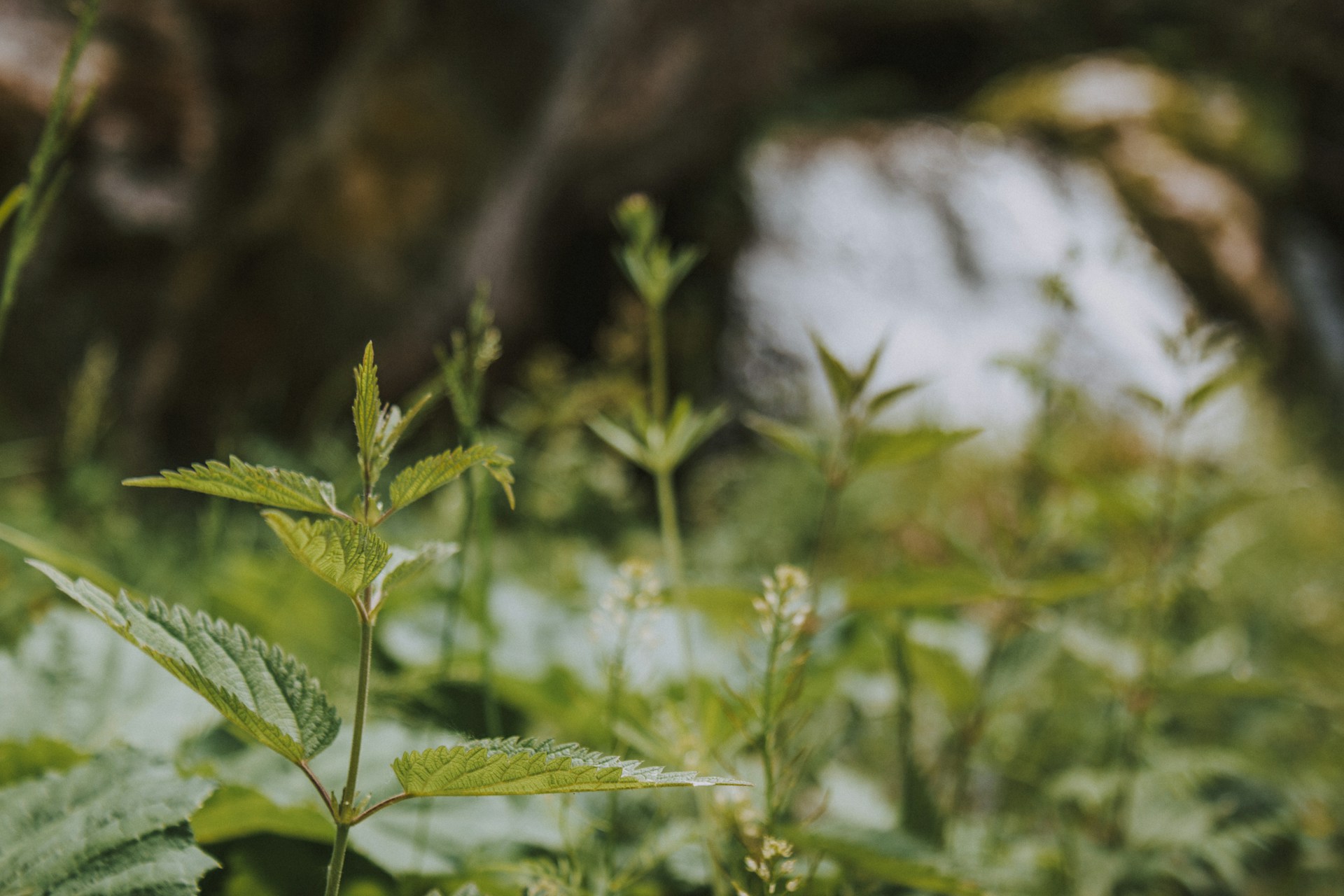 Would You Rather Walk Barefoot In A Public Bathroom Or Through Poison Ivy?