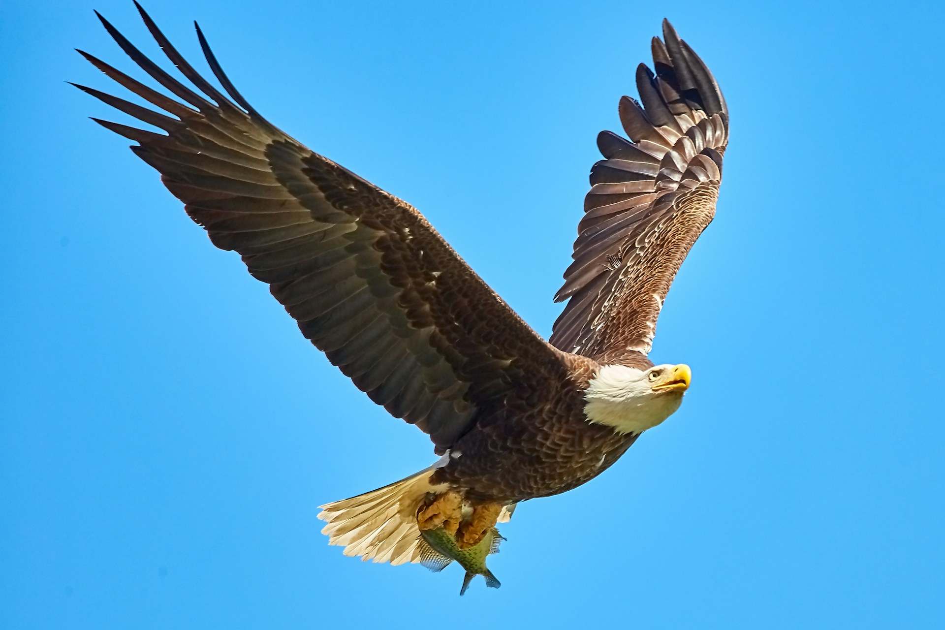 Would You Rather Fly On A Giant Eagle Or Ride On A Big Turtle?