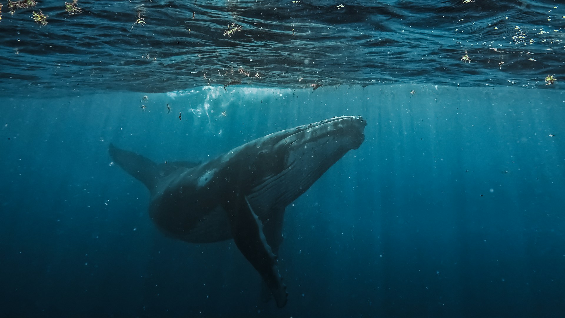 Would You Rather Live 1 Day As A Whale Or Lion?