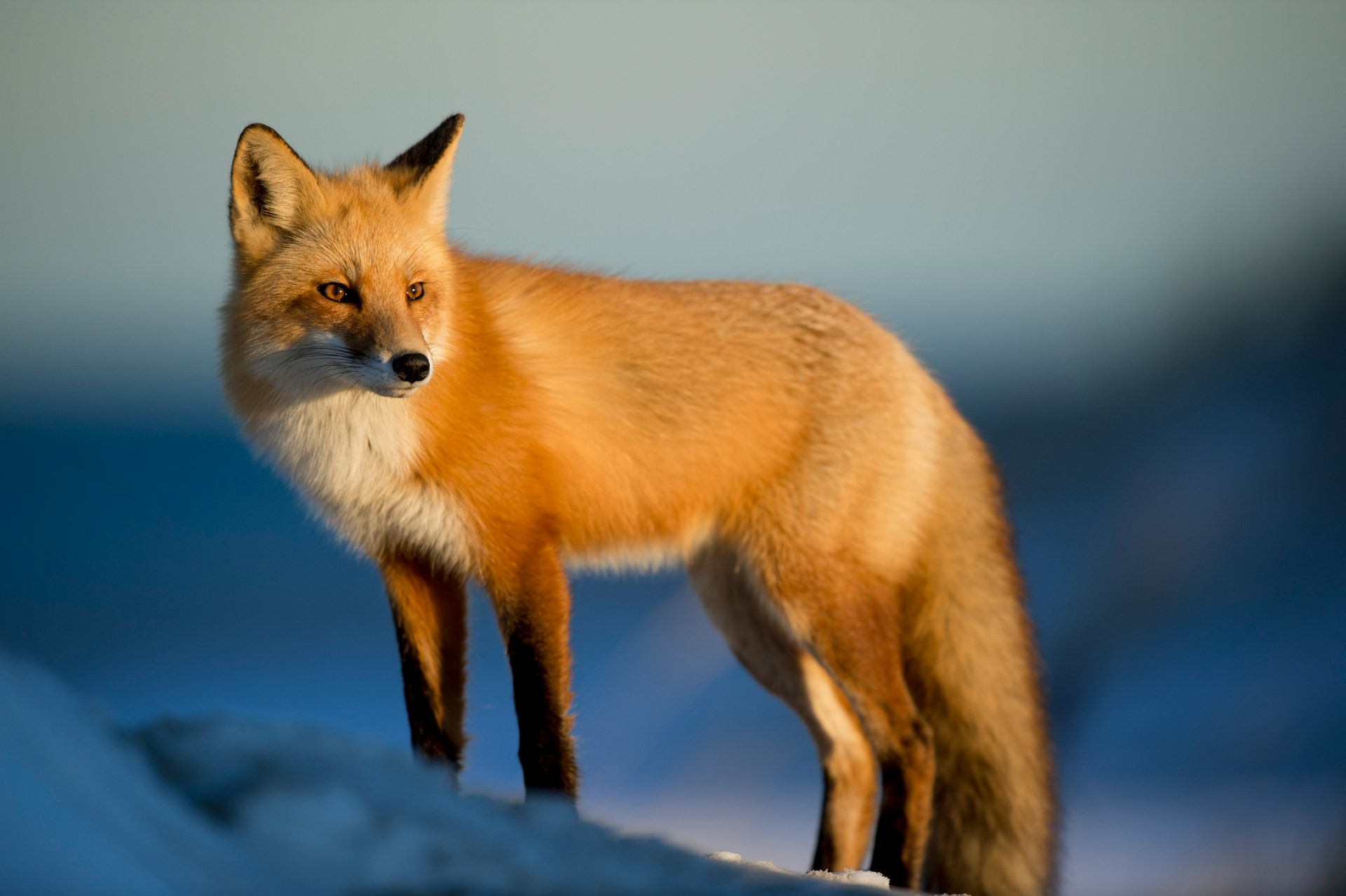 Would You Rather Talk To Animals Or Speak Every Language In The World?