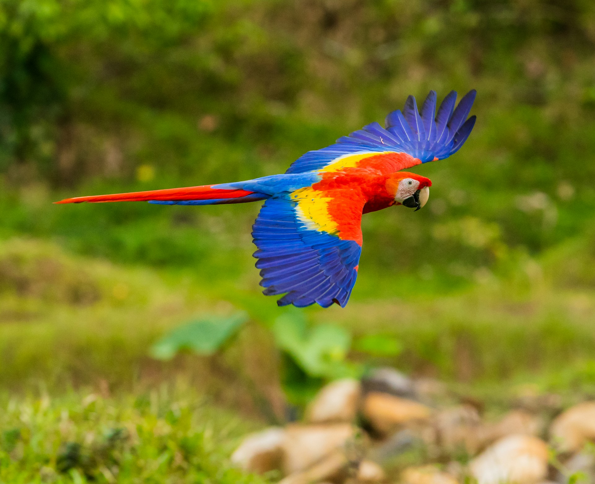 Would You Rather Have A Talking Dog Or Parrot That Flies Out And Finds Money?
